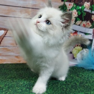 ラグドール【大阪府・男の子・2024年9月15日・ブルーポイントバイカラー】の写真「活発な男の子です」
