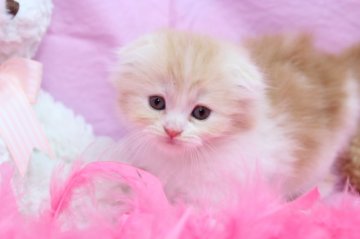 スコティッシュフォールド【大阪府・女の子・2012年3月9日・レッド＆ホワイト（ロングヘア）】の写真「」