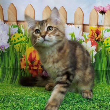 サイベリアン【大阪府・男の子・2024年4月5日・ブラウンクラシックタビー】の写真「活発で人懐っこいイケメン君です」