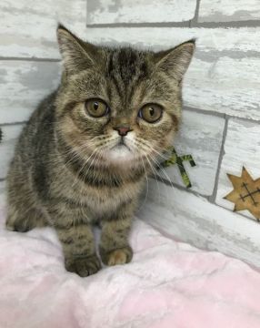 エキゾチックショートヘア【大阪府・女の子・2018年4月3日・ブラウンパッチドタビー】の写真「人が大好き❤」