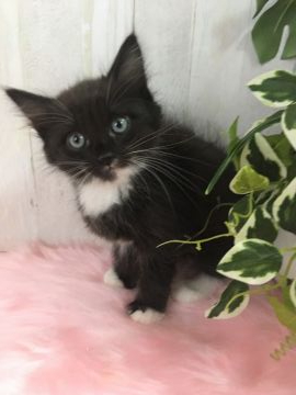 サイベリアン【大阪府・女の子・2019年3月23日・ブラック&ホワイト】の写真「お茶目なお姫様」