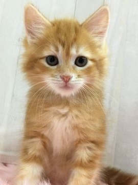 サイベリアン【大阪府・男の子・2019年1月18日・レッドクラシックタビー】の写真「パパTICAチャンピオン」