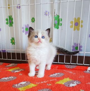 ラグドール【大阪府・女の子・2020年11月15日・シールポイントバイカラー】の写真「丸いお顔がキュート✨」