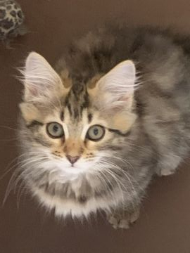 サイベリアン【大阪府・女の子・2020年4月30日・ブラウンマッカレルタビー】の写真「パパTICAクォードグランドチャンピオン」