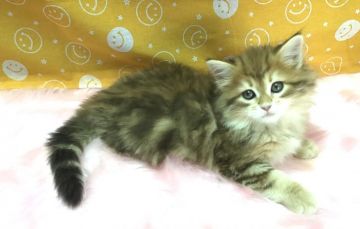 サイベリアン【大阪府・男の子・2020年3月6日・ゴールデンクラシックタビー（トリプルコート）】の写真「優しいお顔のゴージャス男の子」