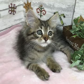 サイベリアン【大阪府・男の子・2019年5月1日・ブラウンマッカレルタビー】の写真「プリティー王子様」