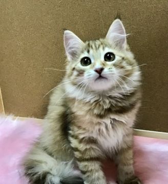 サイベリアン【大阪府・女の子・2020年9月22日・ゴールデンマッカレルタビー】の写真「美しいゴールド系カラー（両親遺伝子検査クリア）」