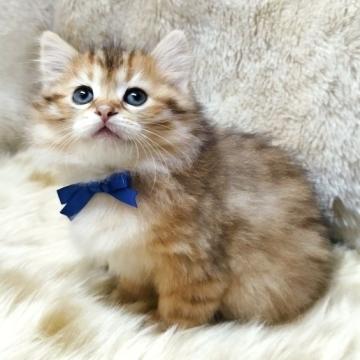 サイベリアン【大阪府・男の子・2022年11月2日・コリンマッカレルタビー】の写真「タレ目がかわいい男の子です」