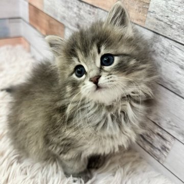 サイベリアン【大阪府・女の子・2023年12月27日・ブルーマッカレルタビー】の写真「美人さん🩷」