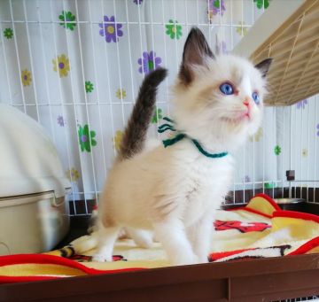 ラグドール【大阪府・男の子・2020年10月24日・シールポイントバイカラー】の写真「きれいなブルーの瞳です」