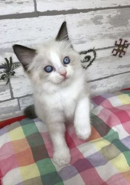 ラグドール【大阪府・男の子・2018年12月18日・シールポイントバイカラー】の写真「イケメン王子くん」