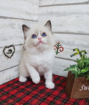 ラグドール【大阪府・男の子・2019年3月1日・シールポイントバイカラー】の写真「ふわもこ王子様です」
