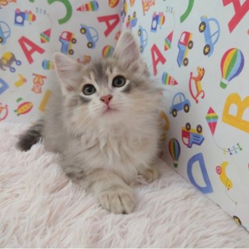 サイベリアン【大阪府・男の子・2023年8月20日・ブルーマッカレルタビー】の写真「イケメンくん👑」