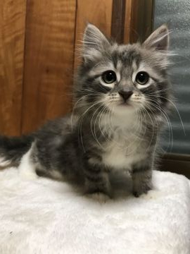 サイベリアン【大阪府・女の子・2020年11月21日・ブルーマッカレルタビー&ホワイト】の写真「ふわもこお姫様」