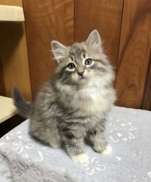 サイベリアン【大阪府・男の子・2020年11月21日・ブルーマッカレルタビー&ホワイト】の写真「もこもこ王子様」