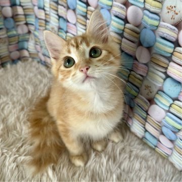 サイベリアン【大阪府・男の子・2024年5月3日・レッドマッカレルタビー】の写真「イケメンくん👑」