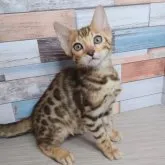 ベンガル【大阪府・男の子・2023年2月21日・ブラウンスポテッドタビー】の写真1「5/9撮影」