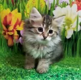 サイベリアン【大阪府・女の子・2024年2月5日・ブラウンマッカレルタビー】の写真1