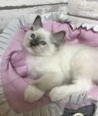ラグドール【大阪府・男の子・2018年9月29日・ブルーポイントミテット】の写真1「12月14日撮影イケメンくん」