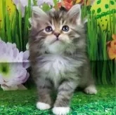 サイベリアン【大阪府・男の子・2024年1月11日・ブラウンマッカレルタビー&ホワイト】の写真1