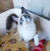 ラグドール【大阪府・男の子・2021年3月20日・シールポイントバイカラー】の写真2