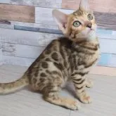 ベンガル【大阪府・男の子・2023年2月21日・ブラウンスポテッドタビー】の写真2