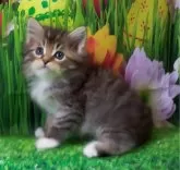 サイベリアン【大阪府・男の子・2024年1月11日・ブラウンマッカレルタビー&ホワイト】の写真2