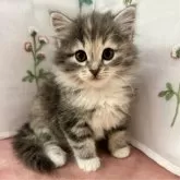 サイベリアン【大阪府・女の子・2024年1月16日・ブルークラッシックタビー&ホワイト】の写真2