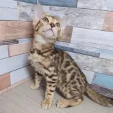 ベンガル【大阪府・男の子・2023年2月21日・ブラウンスポテッドタビー】の写真3