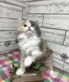 サイベリアン【大阪府・女の子・2018年5月13日・ブルートウティ&ホワイト】の写真3