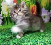 サイベリアン【大阪府・男の子・2024年1月11日・ブラウンマッカレルタビー&ホワイト】の写真3