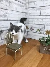 ブリティッシュショートヘア【大阪府・男の子・2018年3月22日・ブルー&ホワイト】の写真3「かまって〜」