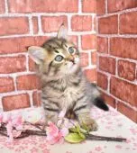 サイベリアン【大阪府・男の子・2019年11月29日・ブラウンマッカレルタビー】の写真3