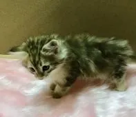 サイベリアン【大阪府・男の子・2020年12月9日・ゴールデンクラッシックタビー】の写真4