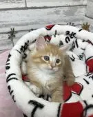 サイベリアン【大阪府・男の子・2018年9月7日・レッドマッカレルタビー&ホワイト】の写真4