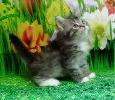 サイベリアン【大阪府・男の子・2024年1月11日・ブラウンマッカレルタビー&ホワイト】の写真4