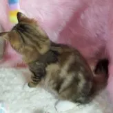 サイベリアン【大阪府・男の子・2023年5月10日・ブラウンクラシックタビー&ホワイト】の写真5