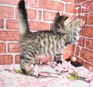 サイベリアン【大阪府・男の子・2019年11月29日・ブラウンマッカレルタビー】の写真5