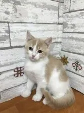 スコティッシュストレート【大阪府・男の子・2018年2月28日・クリーム&ホワイト】の写真5