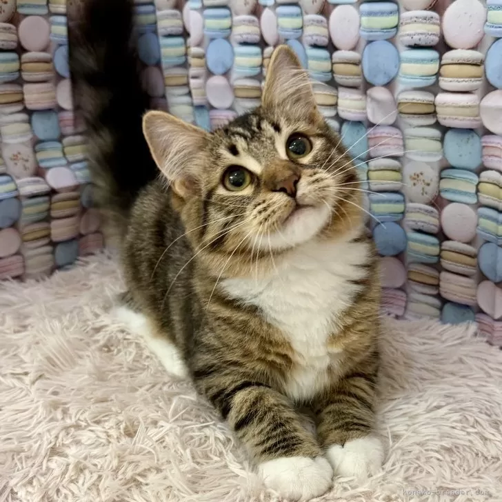 H.N 様のお迎えした子猫