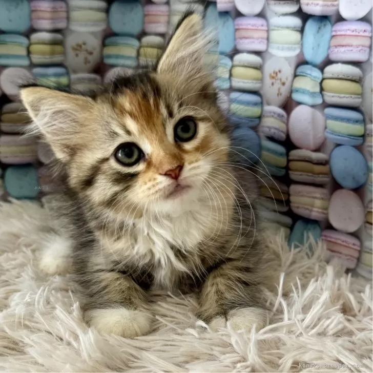 ID：2506-03238の子猫