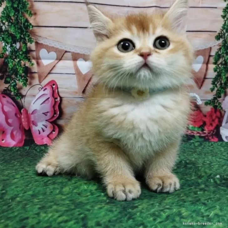 ID:2502-00985の子猫