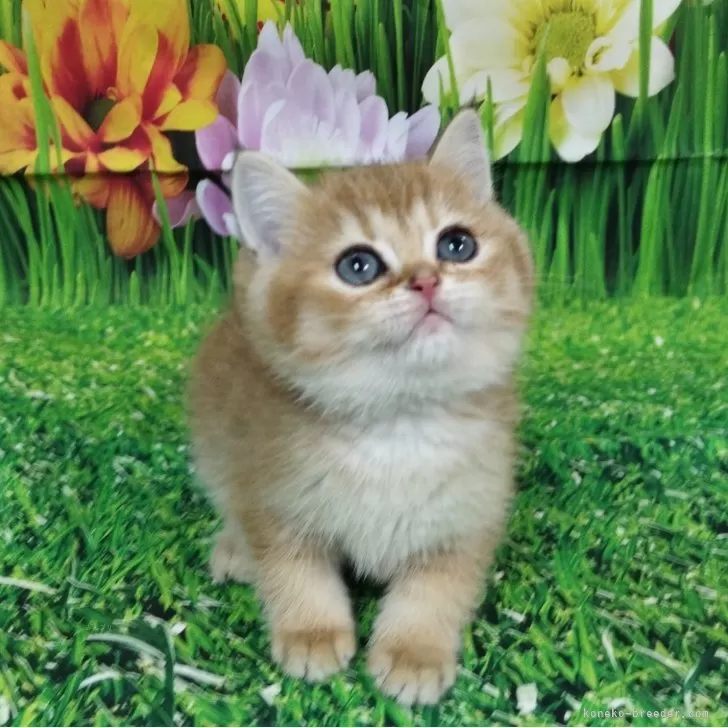 ブリティッシュショートヘア【大阪府・女の子・2025年9月25日・ブラックゴールデンシェーデッド】の写真1