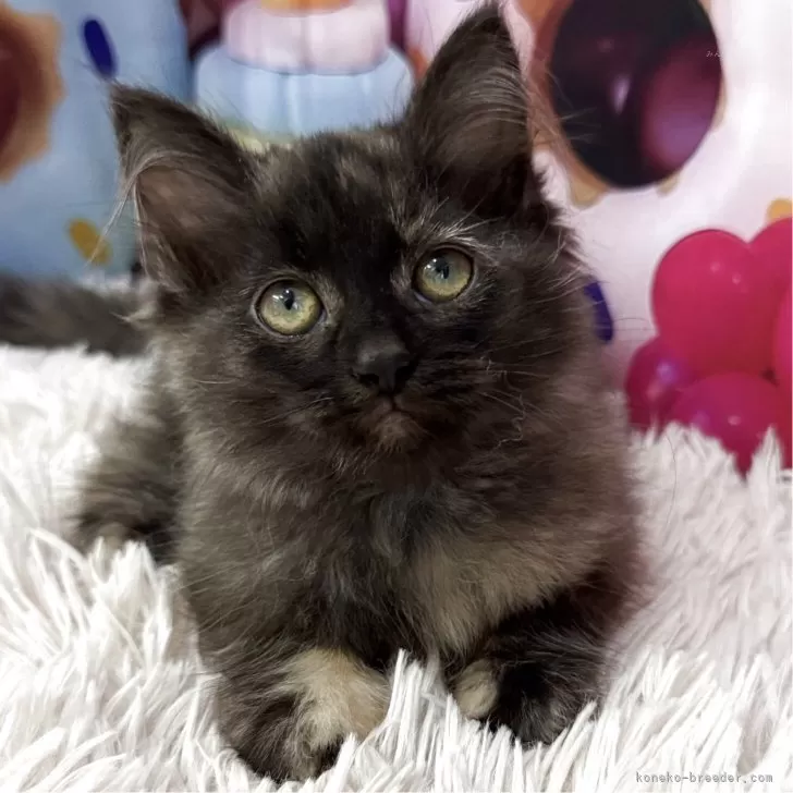 ID：2509-00494の子猫