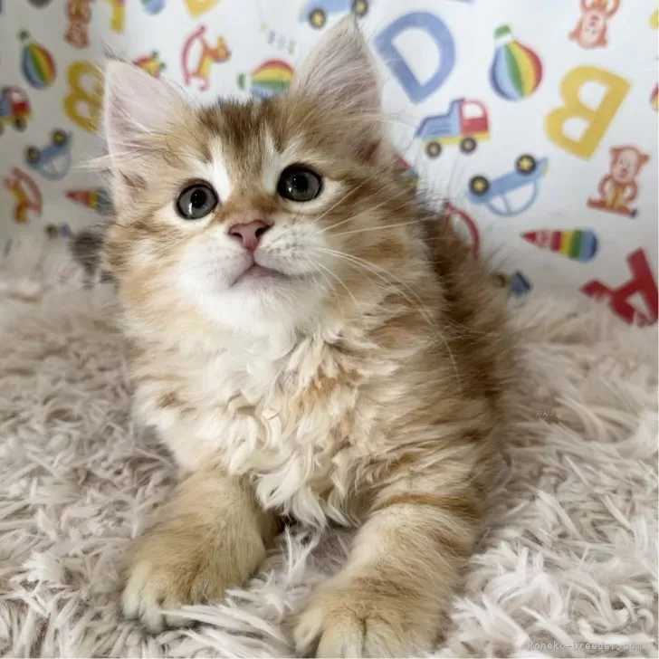 ID:2508-03369の子猫