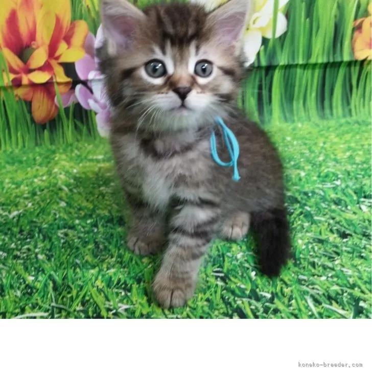 M.N 様のお迎えした子猫