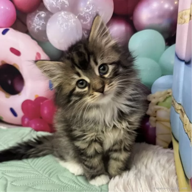 ID:2503-02403の子猫