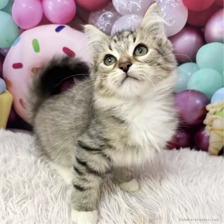 Mi 様のお迎えした子猫