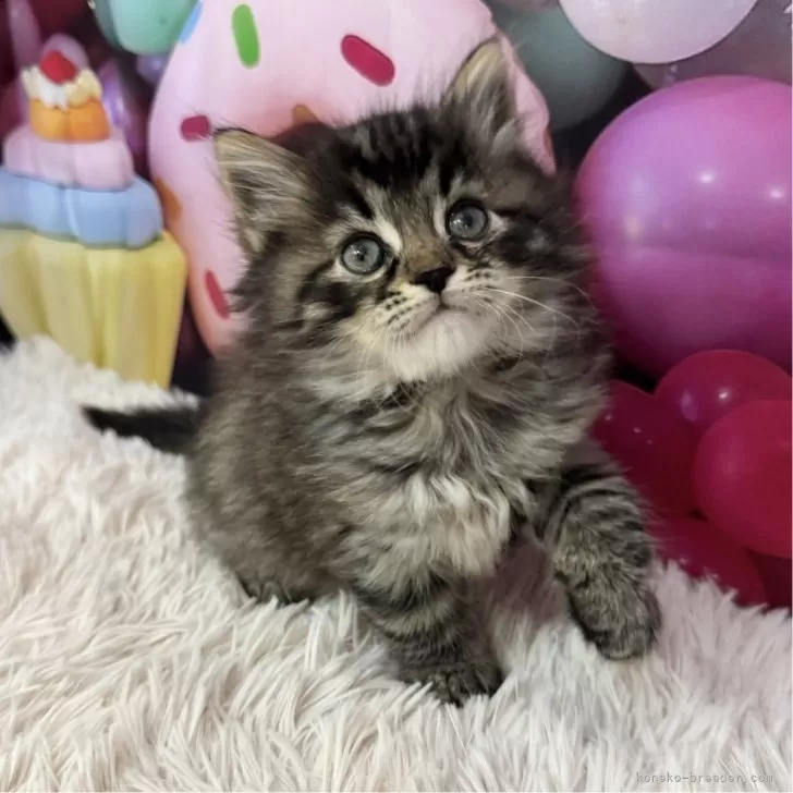 ID:2503-01863の子猫