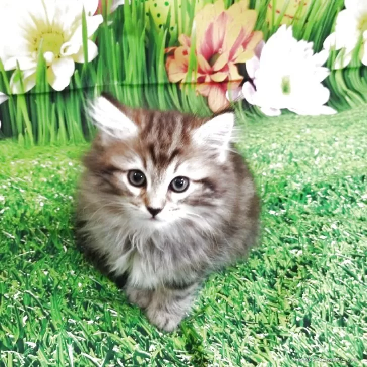 ID:2506-00029の子猫